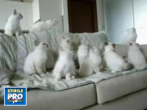 Uite ce fac pisicile cand se plictisesc! Vezi VIDEO!