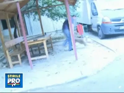 Liber si fara botnita, un pitbull a semanat panica in Bucuresti