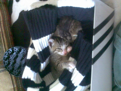 Suntem 3 pisoi dragalasi fara familie! Vreti sa ne luati la voi acasa?