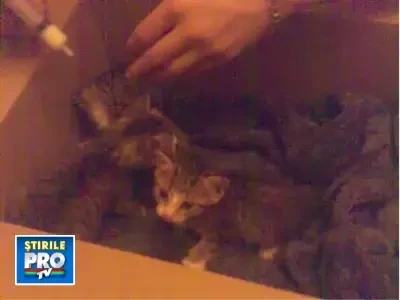 Suntem 3 pisoi dragalasi si avem nevoie de o familie!