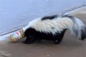 Un sconcs si-a prins capul intr-un borcan cu pasta de arahide!