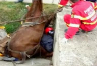 Momente dramatice! S-a trezit cu calul de 400 de kilograme peste el!