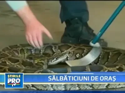 # Panica in Florida! Serpi, iguane si crocodili ataca oameni!