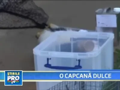 Un sconcs si-a prins capul intr-un borcan cu pasta de arahide!