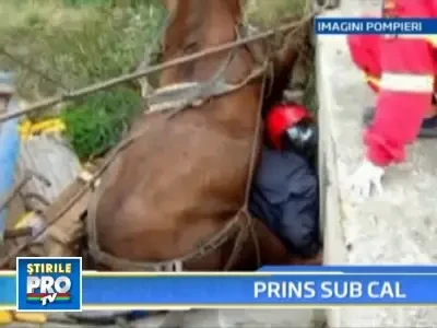 Momente dramatice! S-a trezit cu calul de 400 de kilograme peste el!