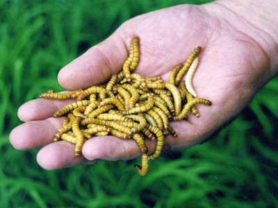 Dozatorul de viermi si rame! Pentru pescarii impatimiti!