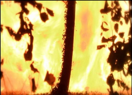 O masina a luat foc in padure! Accident sau reglare de conturi?