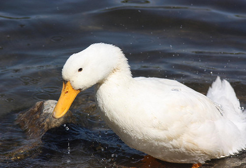 A avut zile! Un ratoi a ajuns la veterinar cu cinci sageti infipte in corp