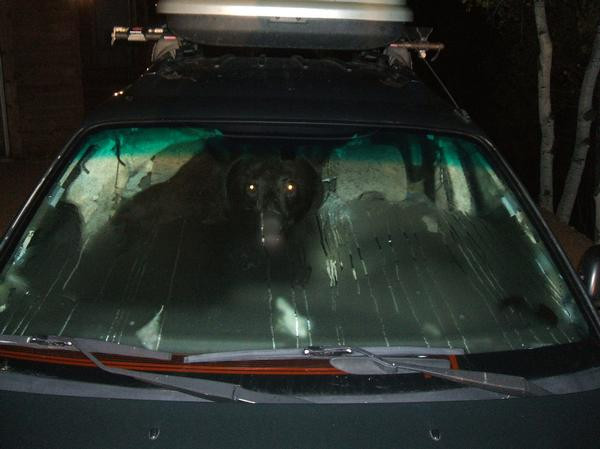 Hot cu blana, prins in "flagrant" intr-o masina!