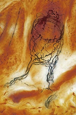 FOTOGRAFII UIMITOARE: Uite cum arata vasele capilare din ochiul unui taur!