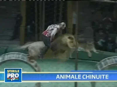 Cruzime in spatele scenei! Animalele de la circ, torturate in Rusia
