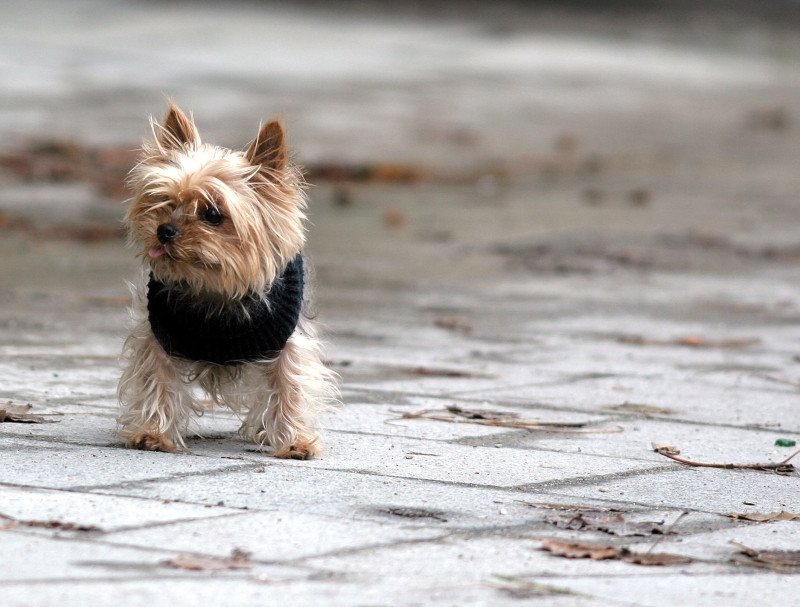 Britanicii risca inchisoarea daca nu-si imperecheaza cainii ca la carte