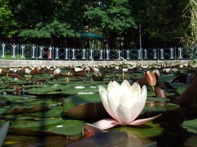 Baile Felix, luate cu asalt! Romanii redescopera Romania