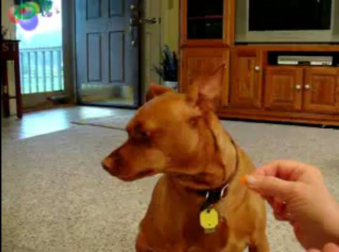 Cainele care intra in greva foamei, cand aude de Barack Obama! VEZI VIDEO!