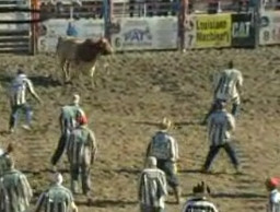 Socant! Detinuti, pe post de popice, in fata taurilor!