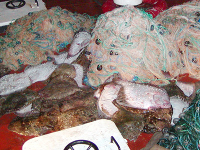 Piata de peste de la Varna. De ce la ei se poate si la noi nu?