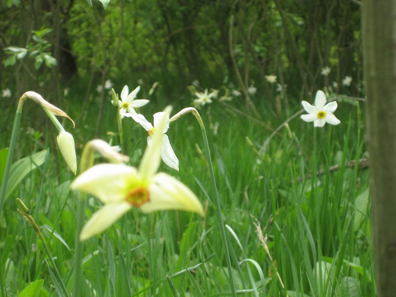 De ce merita sa mergi pe Valea Ariesului