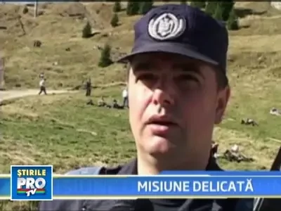 Misiune delicata pentru salvarea unui pui de urs ramas orfan