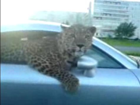 No comment! ...si inauntru leopardu'!