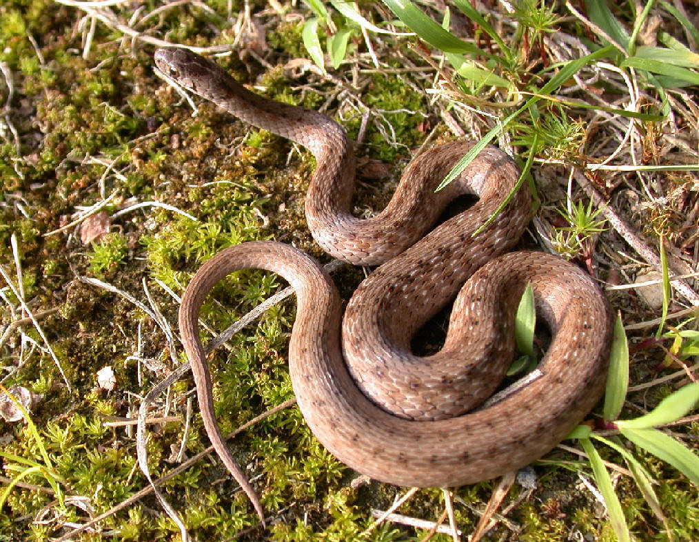 Pasiune veninoasa: vrea sa stea in casa cu 40 de serpi!