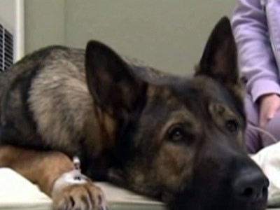 Balu, un caine politist din California, tratat de supradoza!