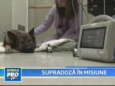 Balu, un caine politist din California, tratat de supradoza!