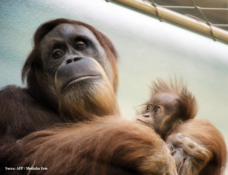 Jolie, puiul de urangutan, la prima "reprezentatie" in fata vizitatorilor!