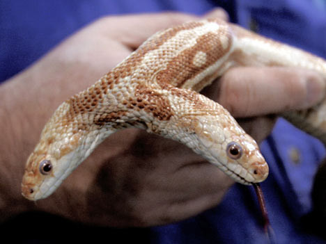 Sarpe cu doua capete, gasit intr-o gospodarie din Illinois