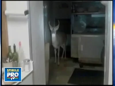 Un cerb curios, in inspectie intr-un local din New Jersey!