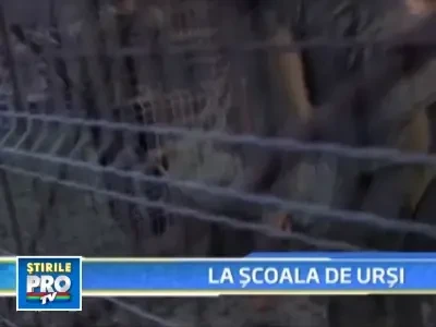 Ursuletii Marinica si Bruni vor invata lectia vietii in salbaticie