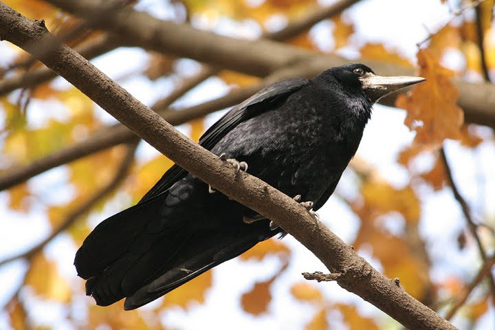 Cu ce se mai ocupa parlamentarii romani?Vor sa audieze cioara de semanatura