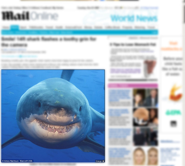 Imagine incredibila! Vezi aici rechinul care zambeste!