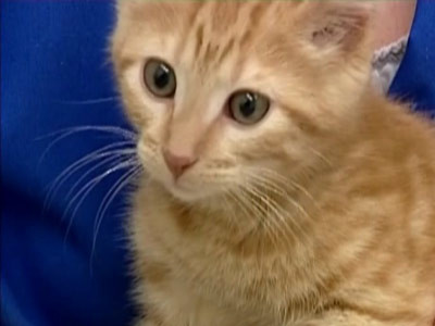 AH1N1 ataca si animalele! Prima pisica bolnava de gripa noua!