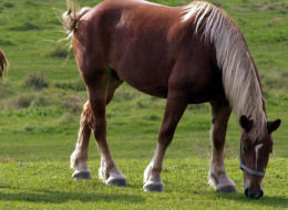 Accident rutier pe DN 72A, provocat de un cal lasat nesupravegheat