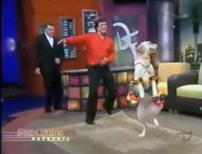 SUPER! El este cainele care cu siguranta danseaza salsa mai bine ca tine!