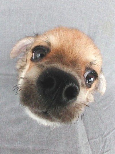 O catelusa cu doua picioare are acum sansa la o viata normala!