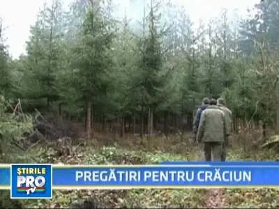 Criza economica salveaza mii de brazi de la taiere!