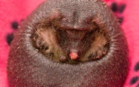 El e Baldrick, puiul de arici fara tepi!