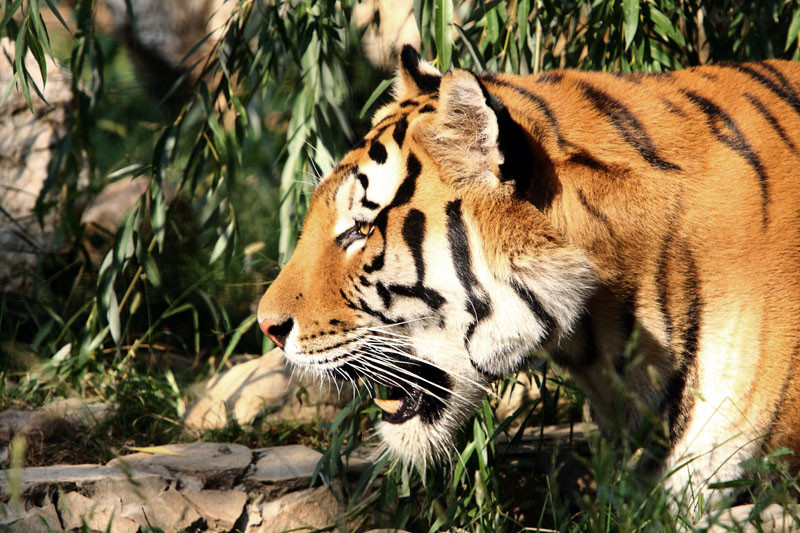 Canadian ucis de animalul sau de casa - un tigru de 300 de kilograme!