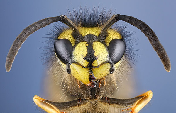 Sucul dauneaza grav sanatatii... daca inauntru se afla o viespe nervoasa!