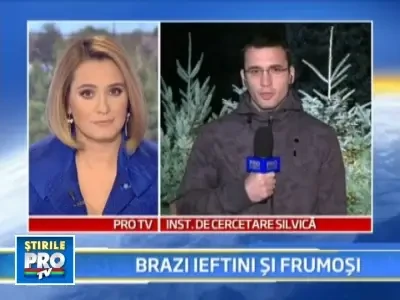 60 de lei un pom de Craciun, de 3 metri! 123.000 de brazi vor fi taiati