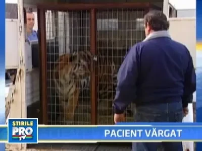 Tigroaica de trei metri lungime, pe masa de operatie!