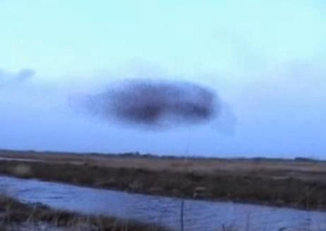 Incredibil! 300.000 de grauri "danseaza" in aer!