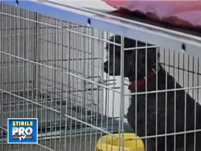 O catelusa de sase ani, gestanta, a fost abandonata la veterinar de stapana