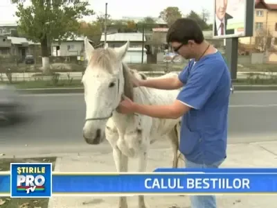 Cal ranit si flamand, abandonat la marginea Bucurestiului!