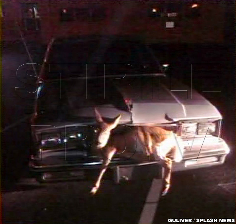 Caprioara prinsa in radiator!