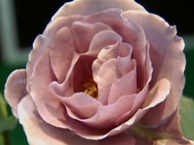 Orasul florilor sarbatoreste "Ziua Trandafirului". Cand va avea loc evenimentul