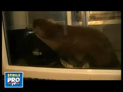 Un client... periculos! O vidra a dat buzna intr-un magazin din Mamaia