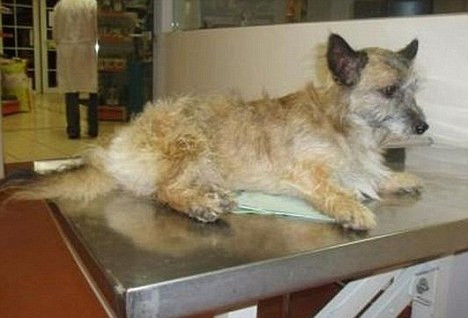 Gest sadic! A aruncat un caine de pe un pod si a postat filmarea pe net