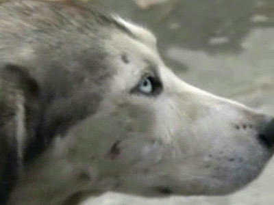 Husky Siberian, lovit si deshidratat, abandonat pe strazile din Constanta!